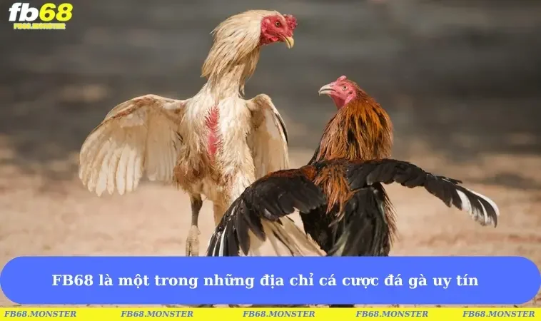 FB68 là một trong những địa chỉ cá cược đá gà uy tín